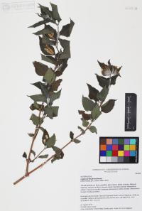 Lagascea decipiens image