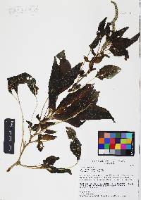 Amaranthus palmeri image