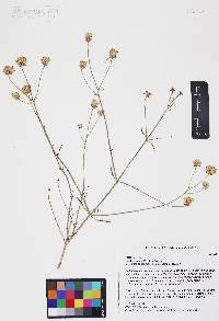 Bebbia juncea image
