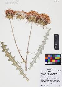Cirsium neomexicanum image