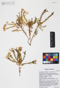 Ericameria laricifolia image
