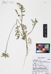 Daucus pusillus image