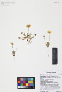 Malacothrix fendleri image