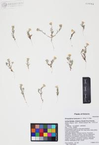 Eriophyllum lanosum image