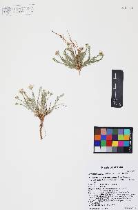 Chaetopappa ericoides image