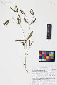 Melampodium appendiculatum image