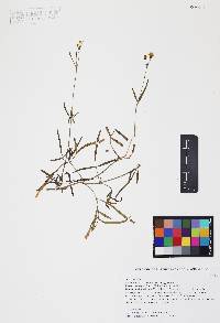Coreocarpus arizonicus image