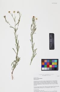 Erigeron arisolius image