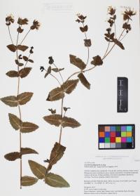 Guardiola platyphylla image