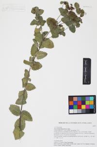 Guardiola platyphylla image