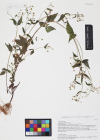 Galinsoga parviflora image