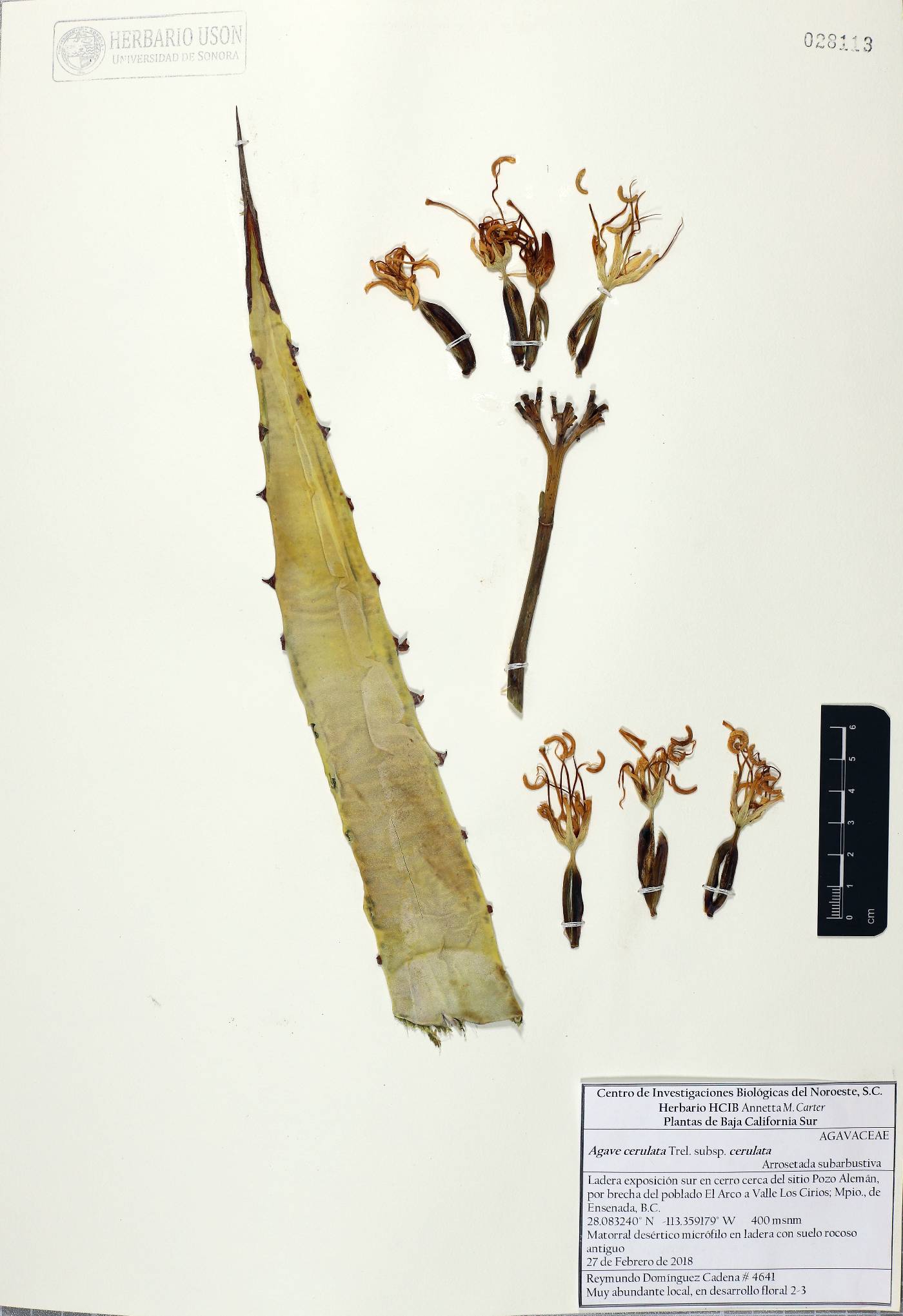 Agave cerulata subsp. cerulata image