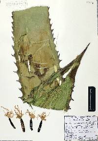 Agave shawii subsp. goldmaniana image