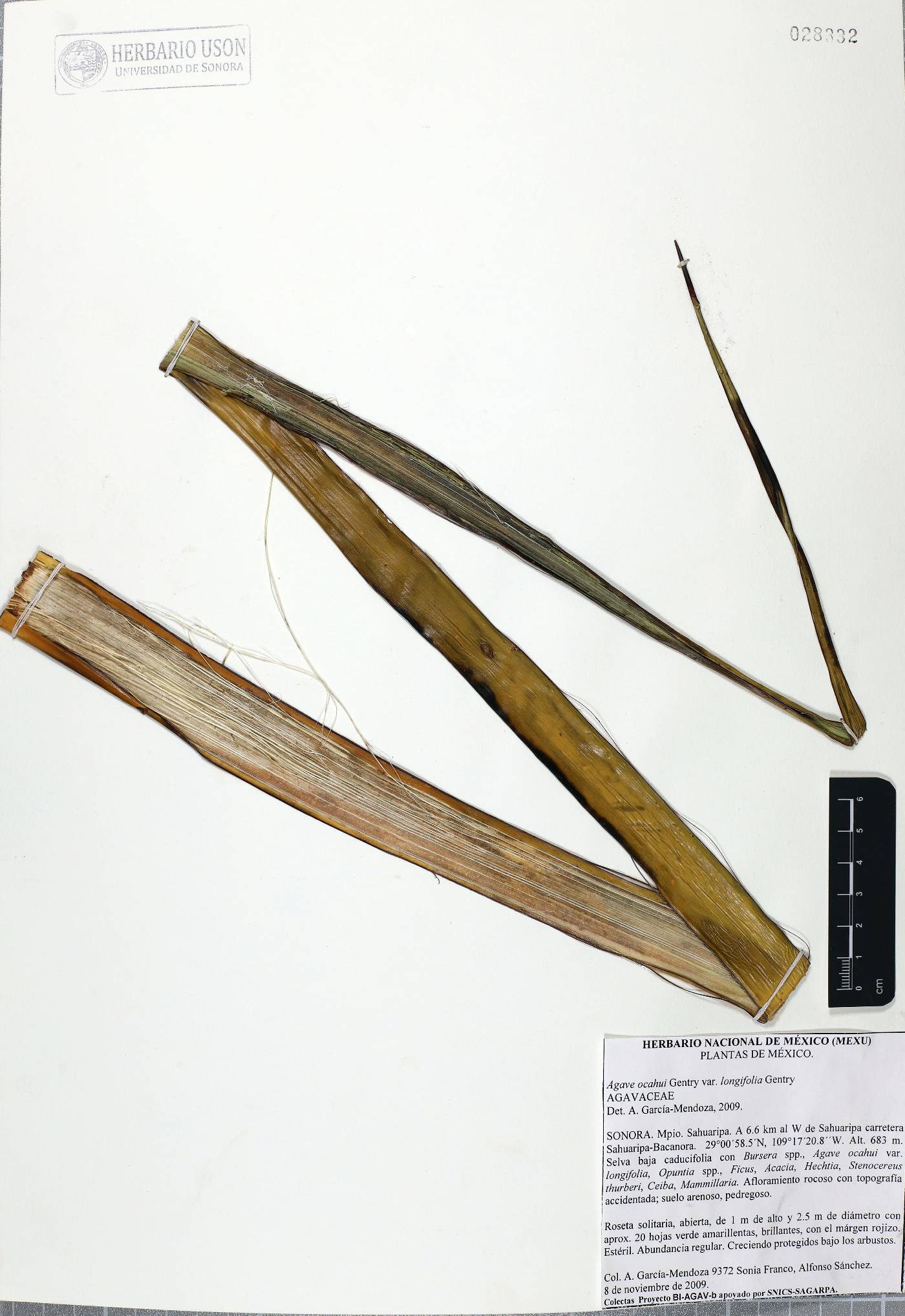 Agave ocahui var. longifolia image