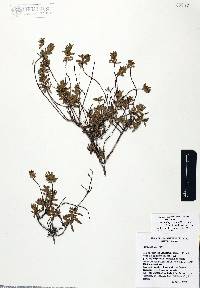 Lepechinia yecorana image