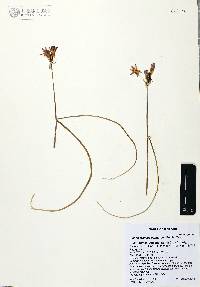 Dichelostemma capitatum image