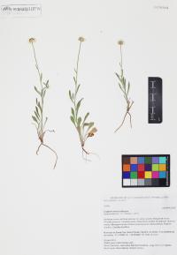 Erigeron arisolius image