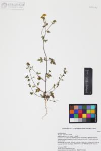 Perityle californica image