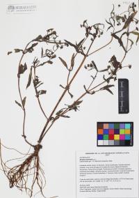 Eclipta prostrata image