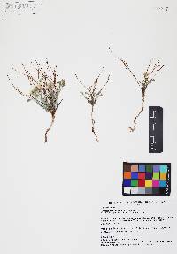 Chaetopappa ericoides image