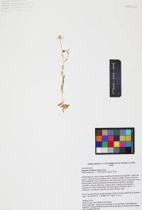 Erigeron velutipes image