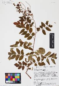 Rhus terebinthifolia image