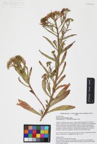 Pluchea salicifolia image