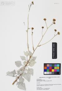 Encelia farinosa image