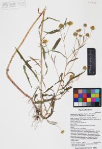 Heliomeris longifolia image