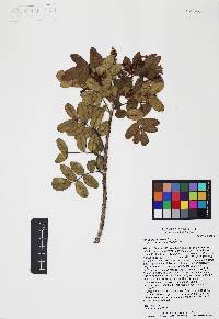 Rhus pachyrrhachis image