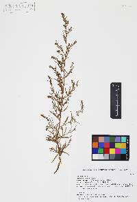Artemisia dracunculus image