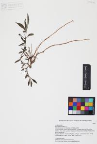 Eclipta prostrata image