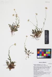 Erigeron divergens image