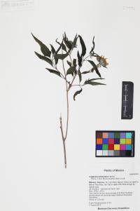 Lagascea decipiens image