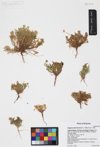 Erigeron decrescens image