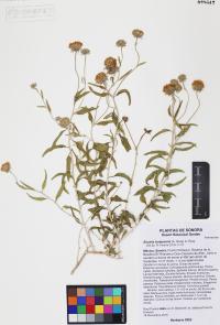 Encelia frutescens image