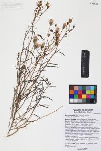 Palafoxia arida image