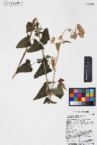 Brickellia grandiflora image