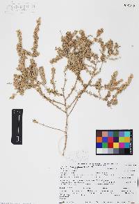 Atriplex polycarpa image