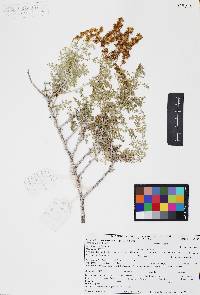 Ambrosia dumosa image