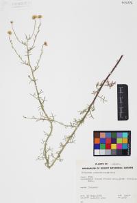 Erigeron neomexicanus image