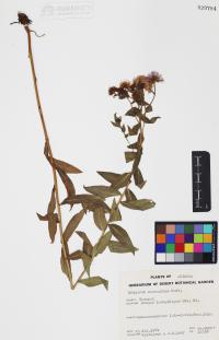 Erigeron speciosus image