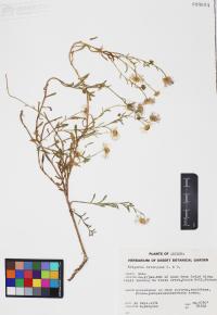 Erigeron divergens image