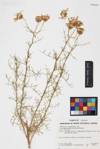 Senecio flaccidus image