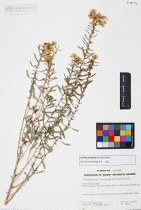 Isocoma acradenia var. acradenia image