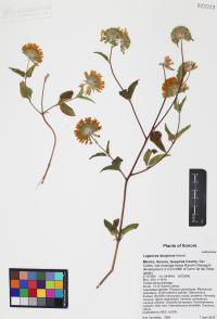 Lagascea decipiens image
