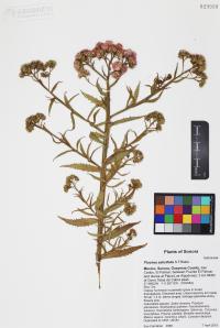 Pluchea salicifolia image