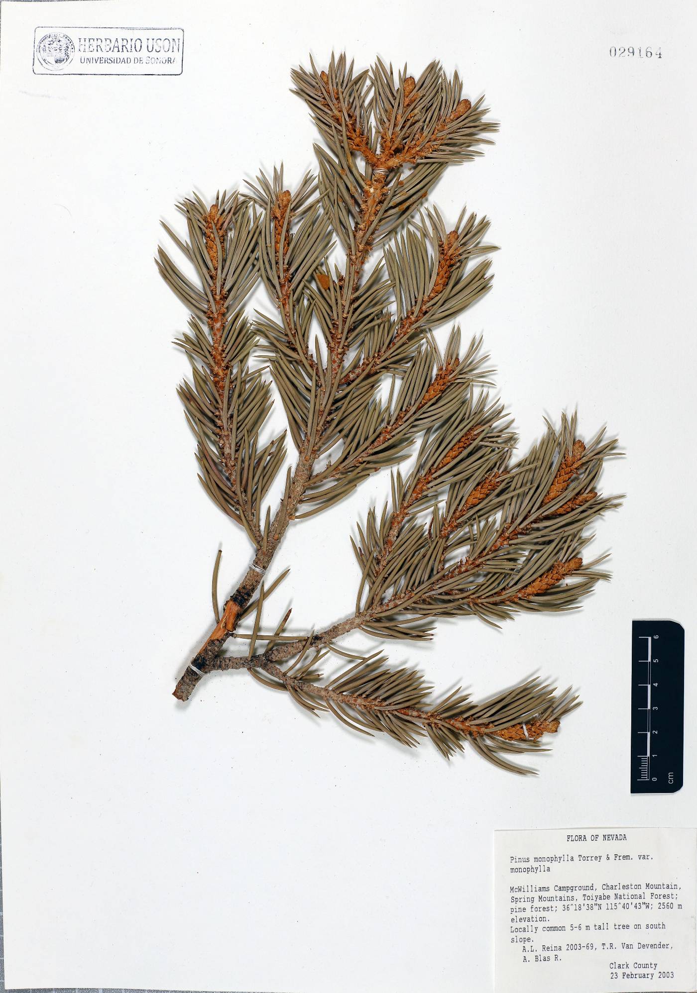 Pinus monophylla var. monophylla image