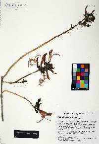 Anisacanthus andersonii image