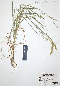 Bromus anomalus image